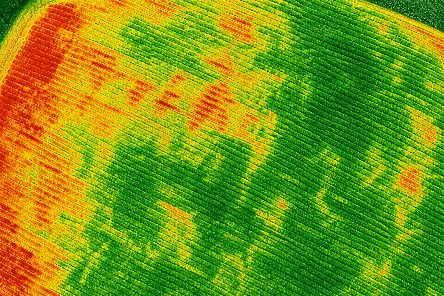 Mapa NDVI de lavoura em resolução Sentinel — manchas de estresse visíveis em escala de talhão