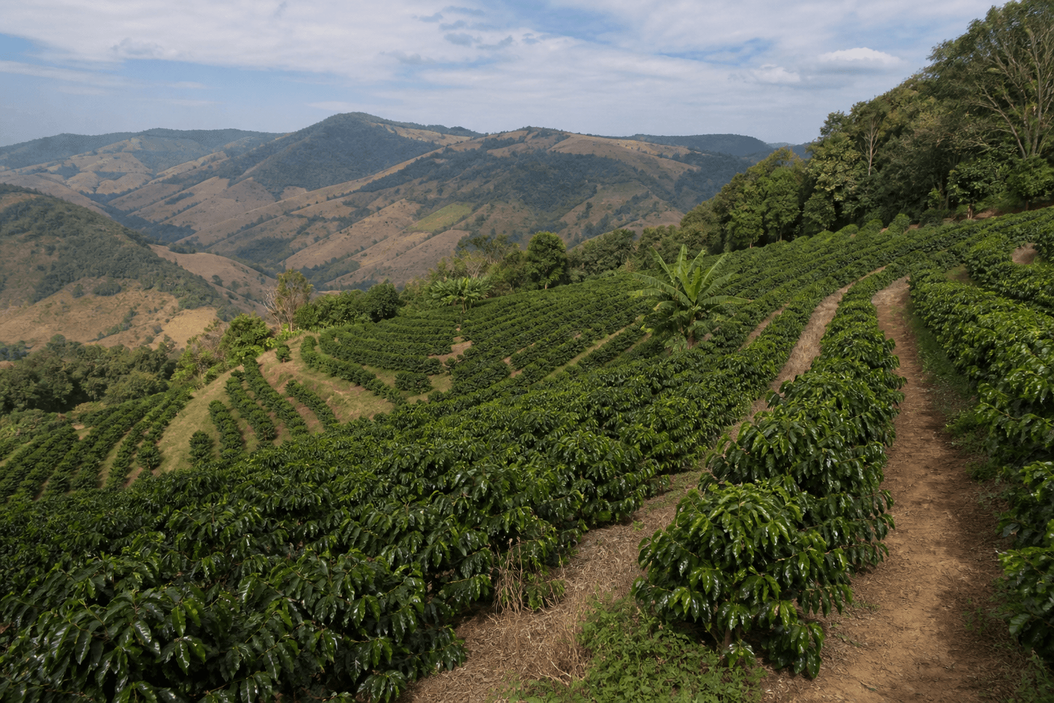 Cafezal em terraços com fileiras de cafeeiros em região montanhosa brasileira