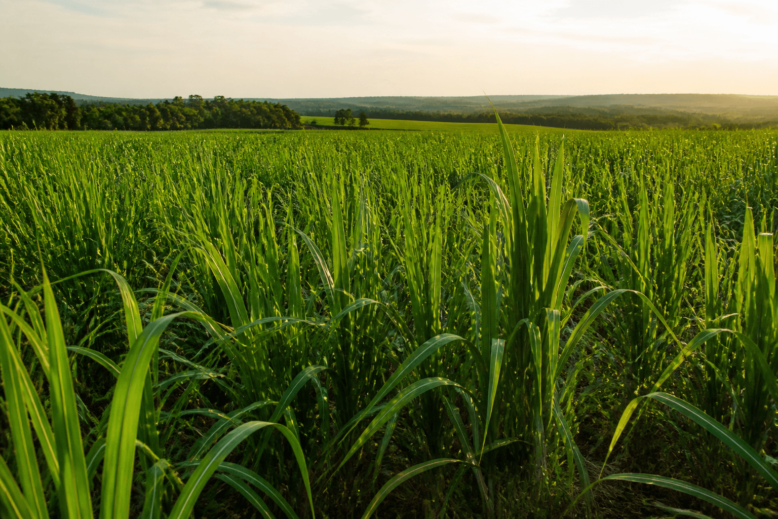Canavial denso em plantação de cana-de-açúcar no Brasil