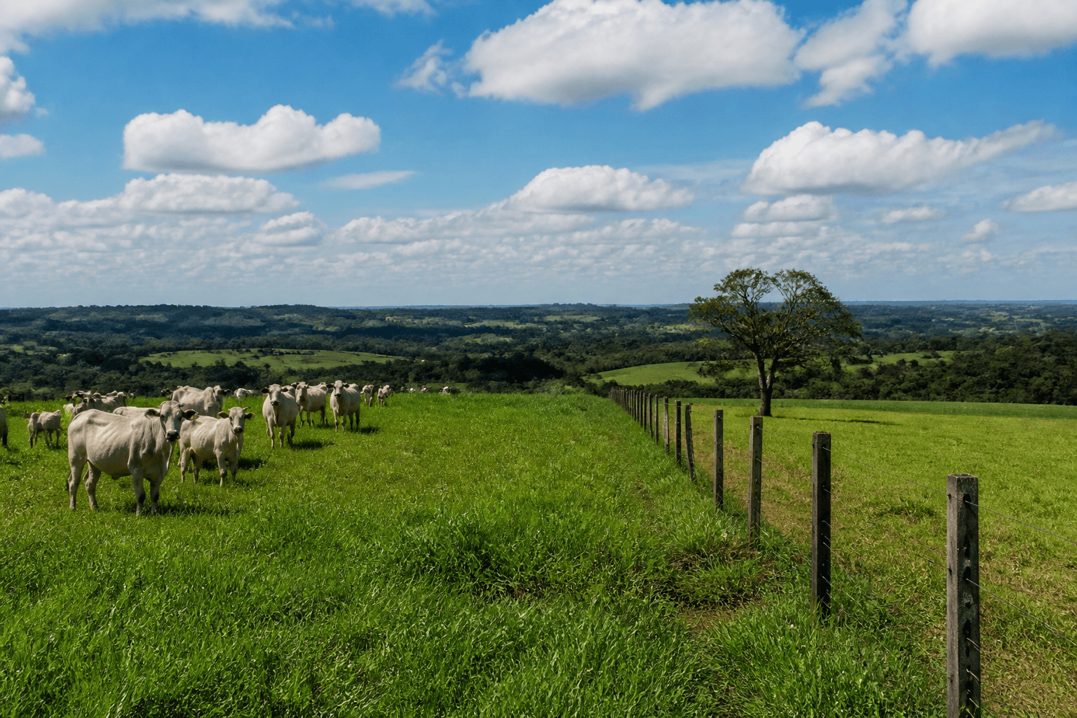 Pastagem verde bem formada em piquete de pecuária brasileira
