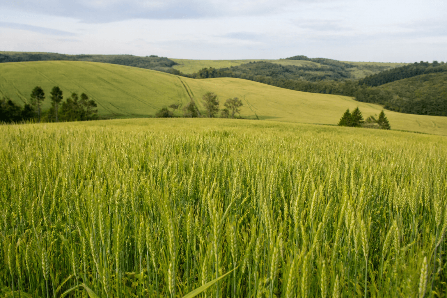 Campo de trigo em crescimento no Sul do Brasil